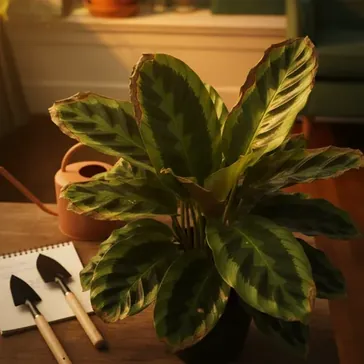 Kalatea nie podnosi lici na noc kompleksowy przewodnik po przyczynach i rozwizaniach